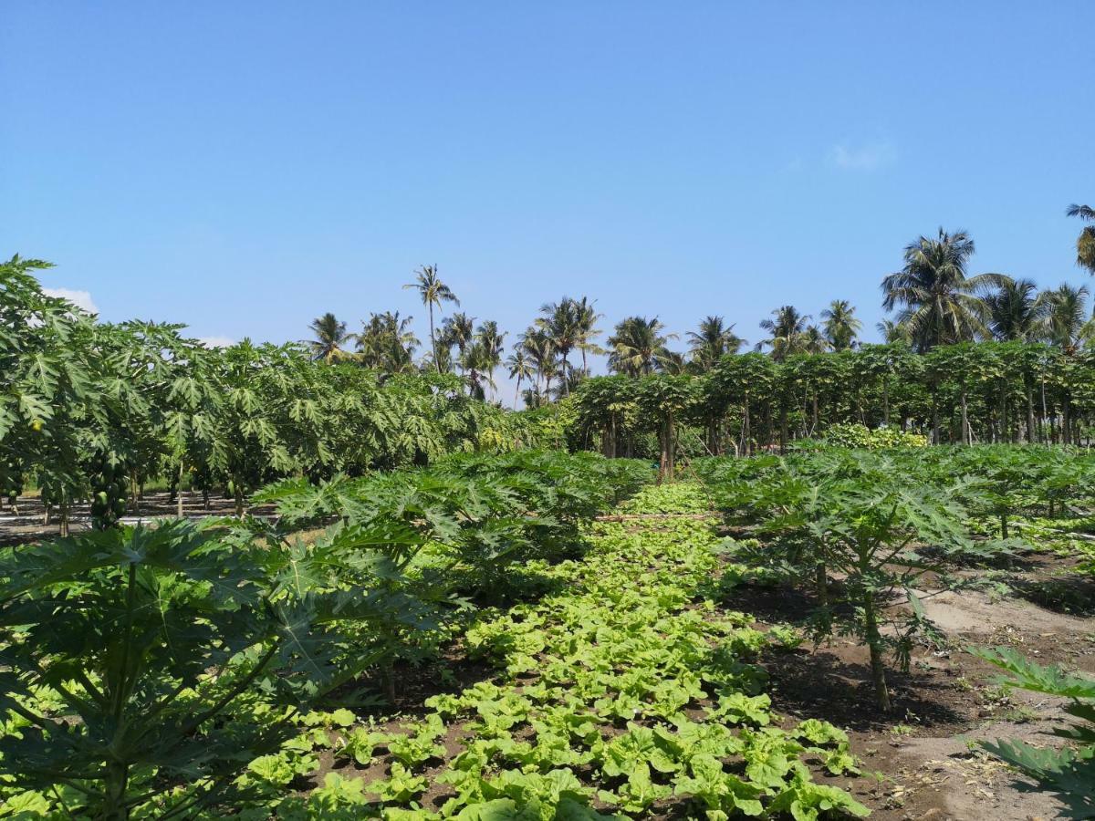 Thila Farm View Ξενοδοχείο Thoddoo Εξωτερικό φωτογραφία